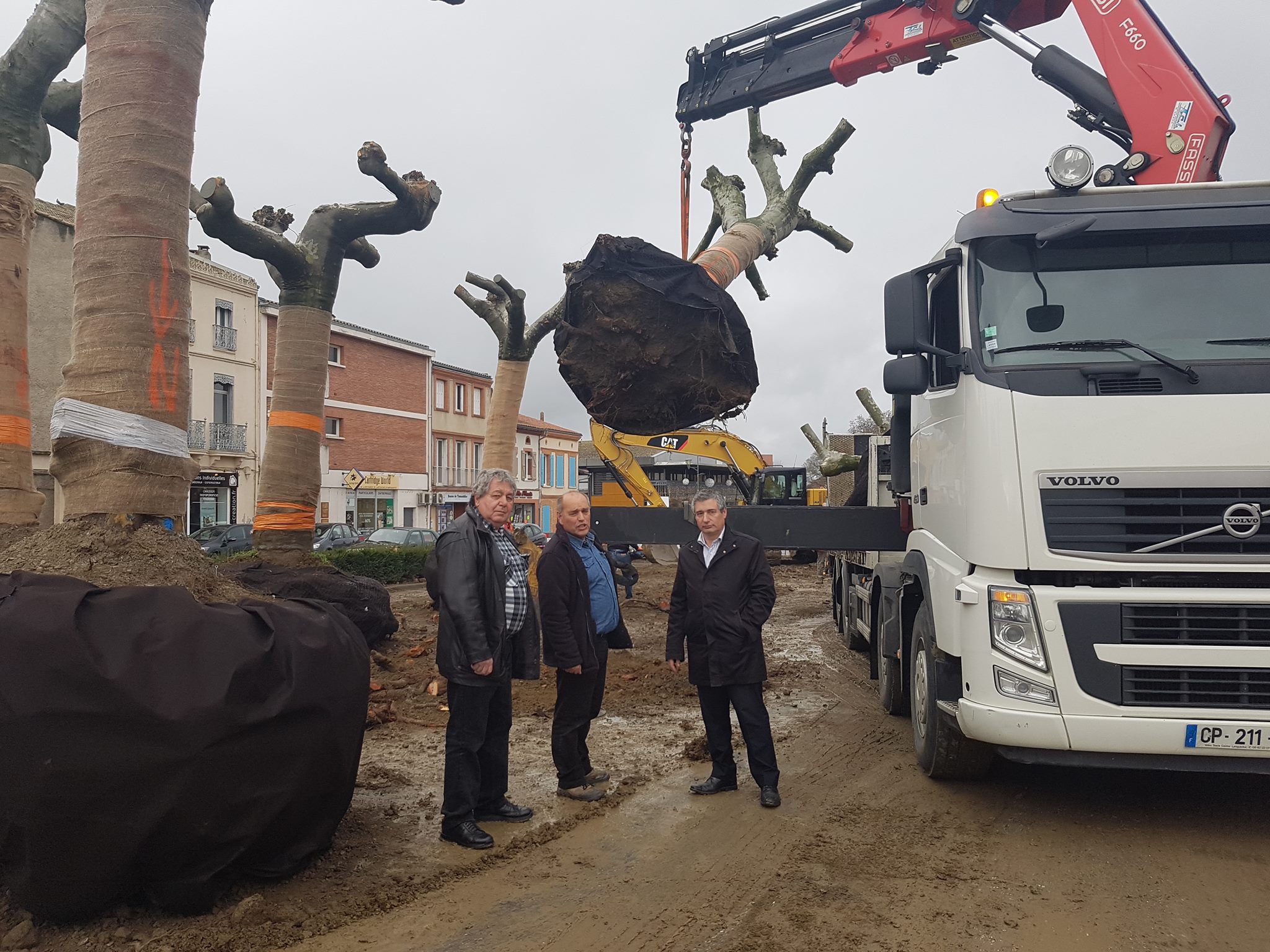 Platanes préparés pour la transplantation