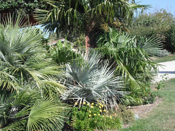 JARDIN SANS ARROSAGE